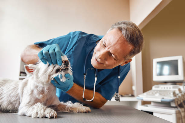 Best Broken or Chipped Tooth Repair in Caon City, CO